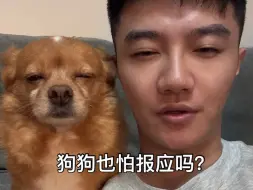 Download Video: 狗狗也怕有报应吗？