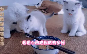 Video herunterladen: 小猫咪到底有多馋！