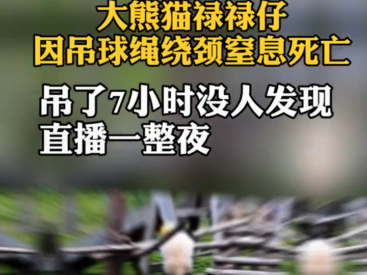 大熊猫禄禄仔绳子绕颈窒息死亡:吊了7小时没人发现,直播一整夜.哔哩哔哩bilibili