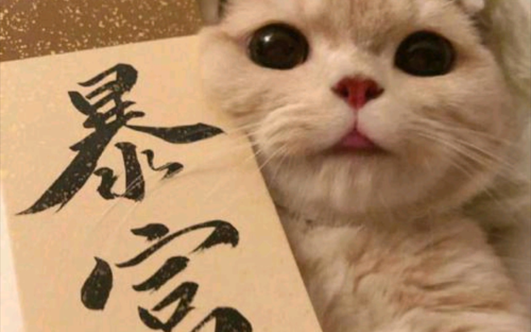 可爱&猫猫头像大集合