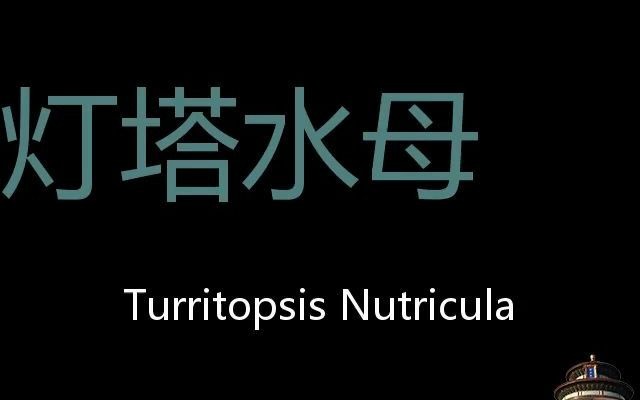 灯塔水母 Chinese Pronunciation Turritopsis Nutricula哔哩哔哩bilibili