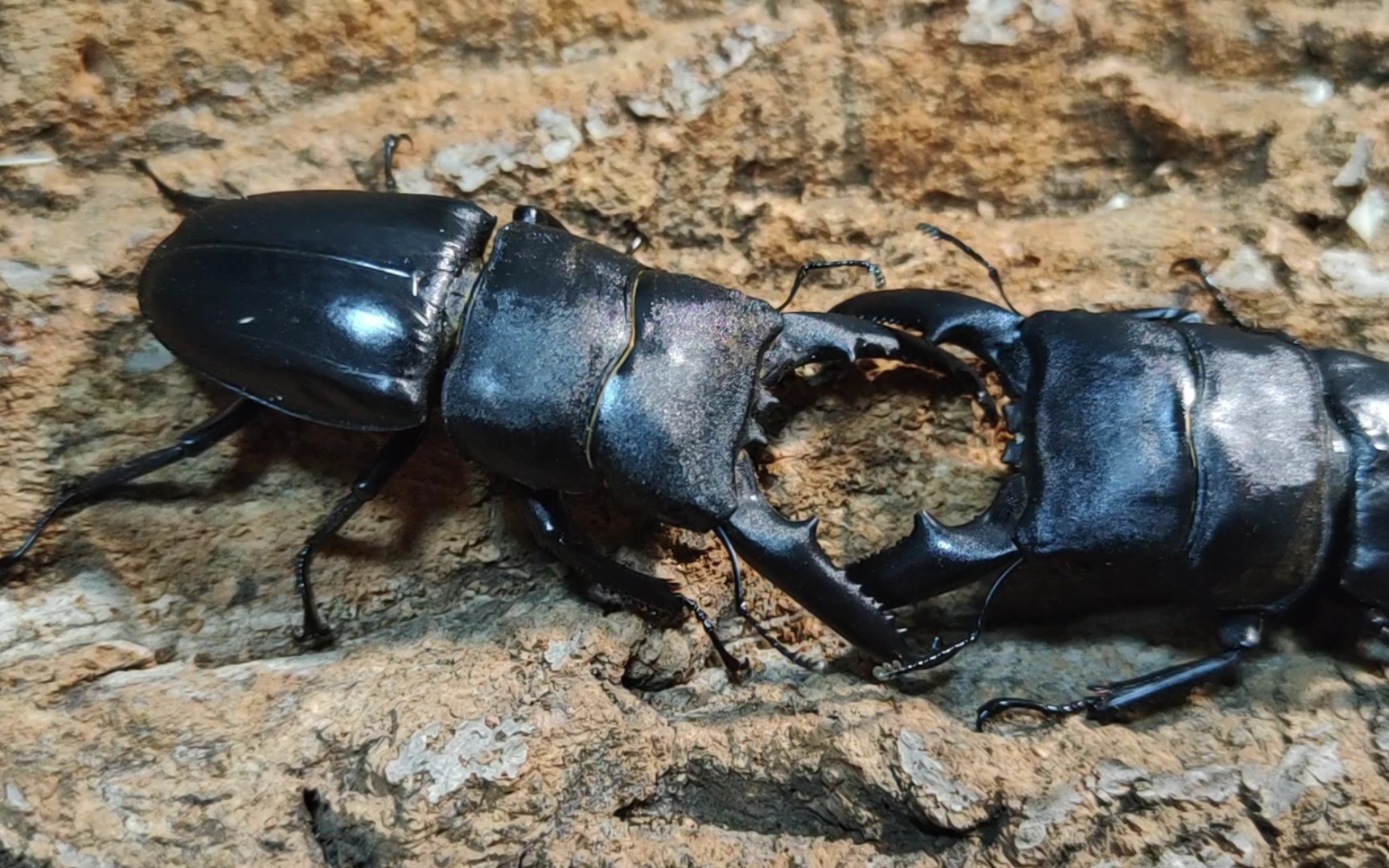 79中华扁锹状态展示及对战表现_哔哩哔哩_bilibili