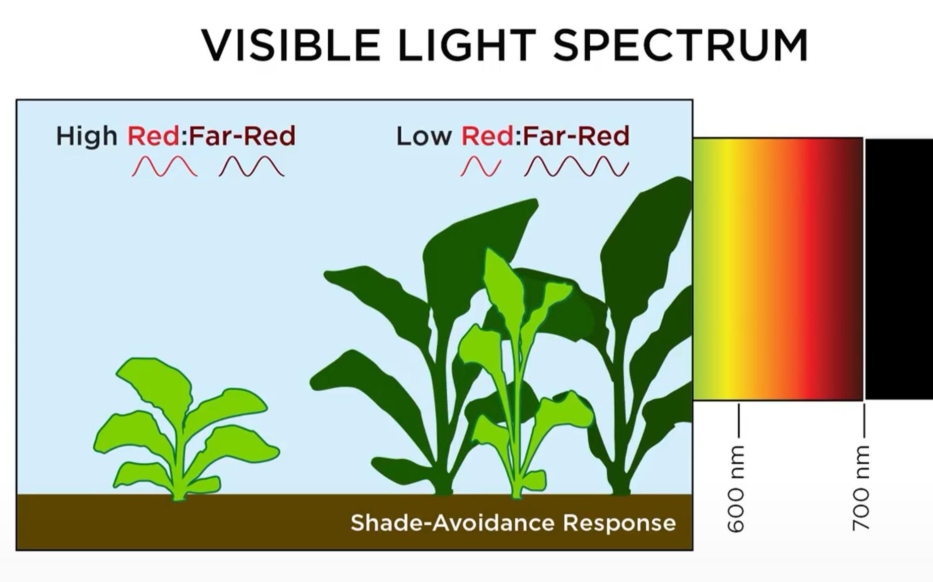 植物生长灯基础知识:PAR灯光质量LED和HID(金卤灯钠灯)哔哩哔哩bilibili