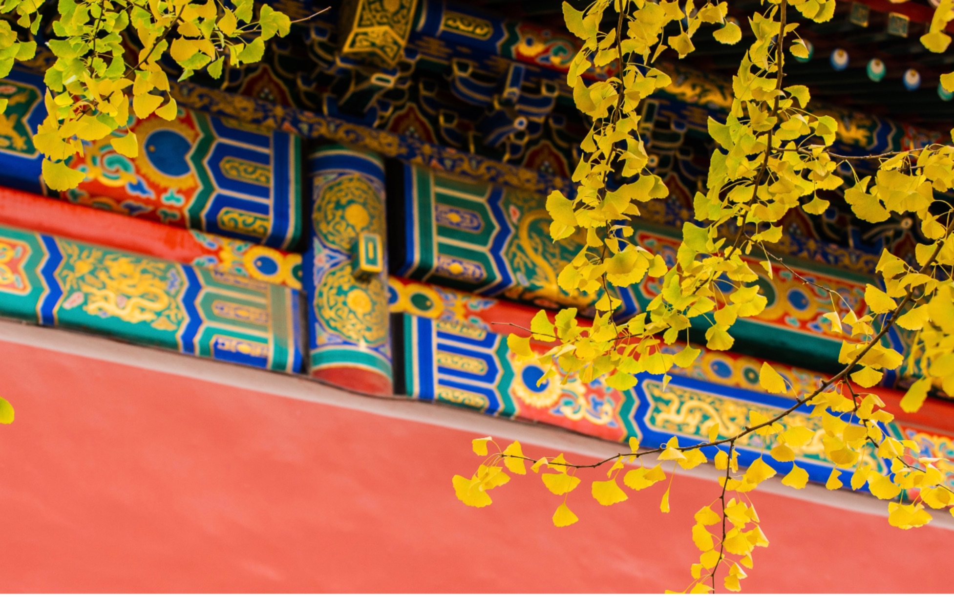 红墙银杏,故宫最美的季节