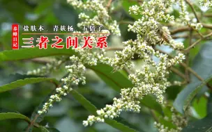 蜜源植物，五倍子、盐肤木、青麸杨，三者之间的关系及区别