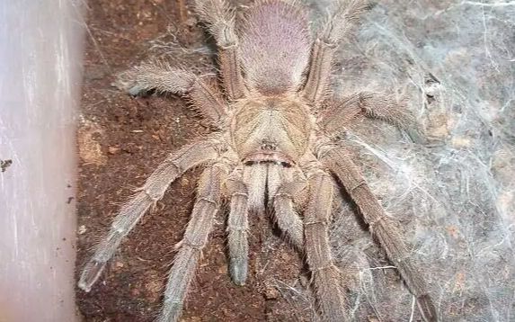 一些敬钊缨毛捕鸟蛛大幼体开箱_哔哩哔哩 (゜-゜)つロ 干杯~-bilibili