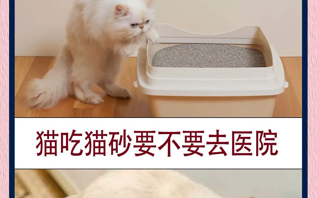 家里猫主子吃了猫砂怎么办!?要不要去𐟏忿?哔哩哔哩bilibili