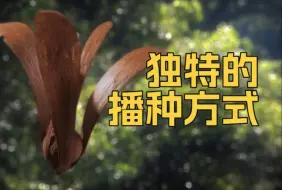 Download Video: 植物的独特播种方式