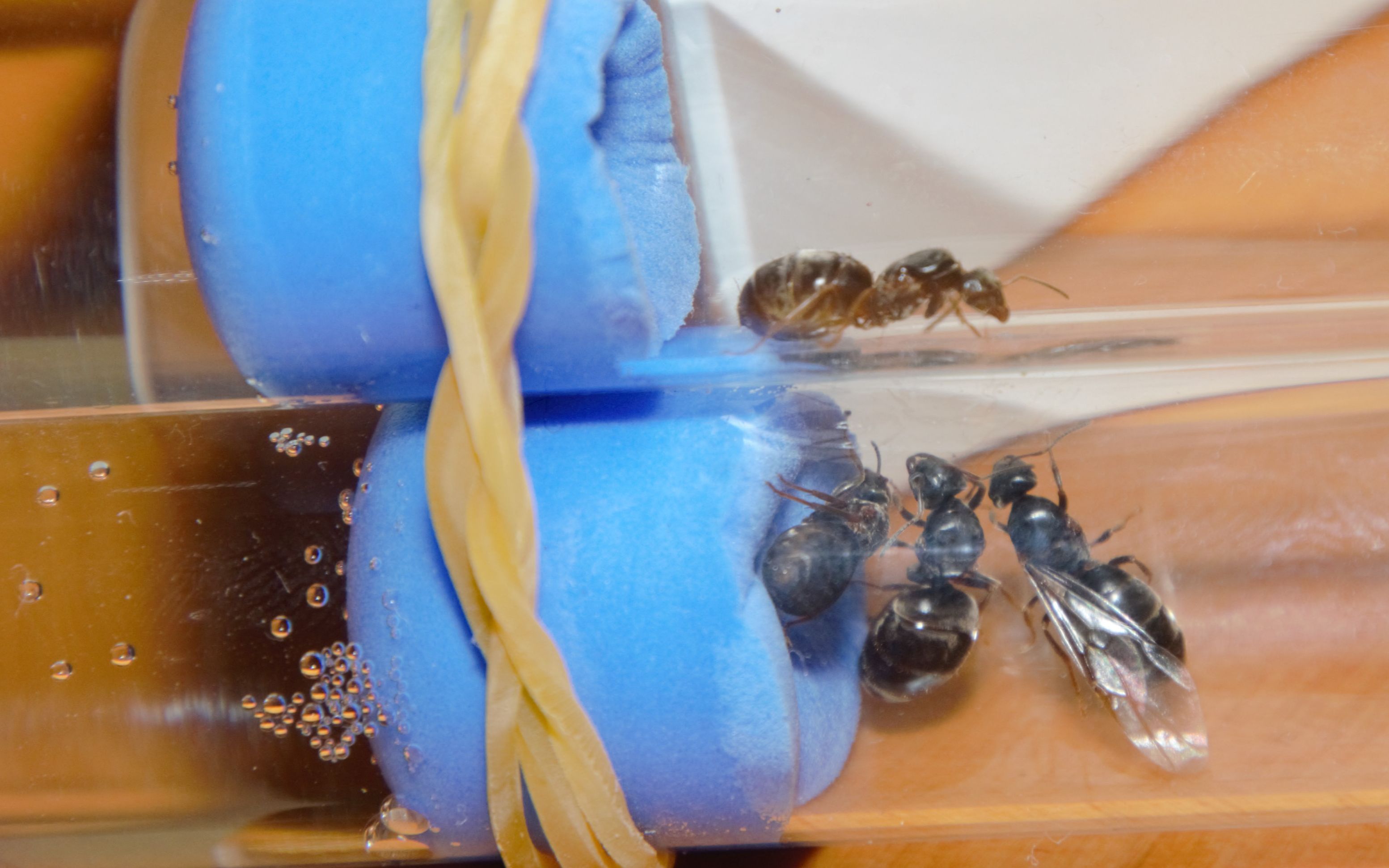 蚂蚁玉米毛蚁的饲养记录1捡蚁后分家静养