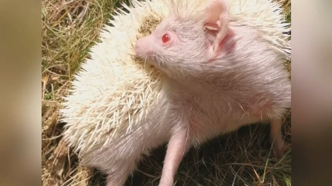 家里的花枝鼠刺猬合集