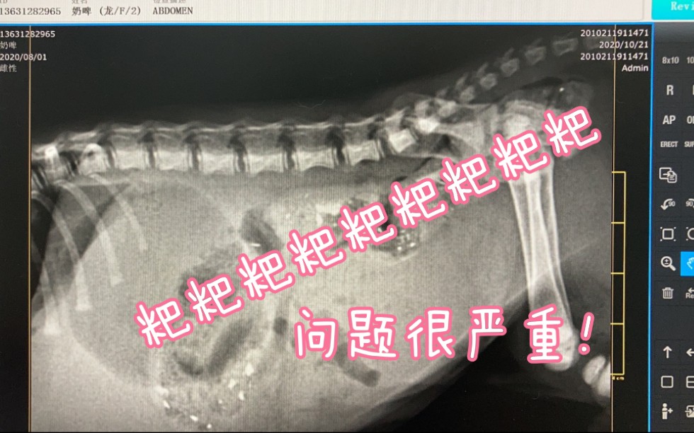 原来平时没心没肺地玩的奶啤,身体藏了这么大的秘密TAT哔哩哔哩bilibili