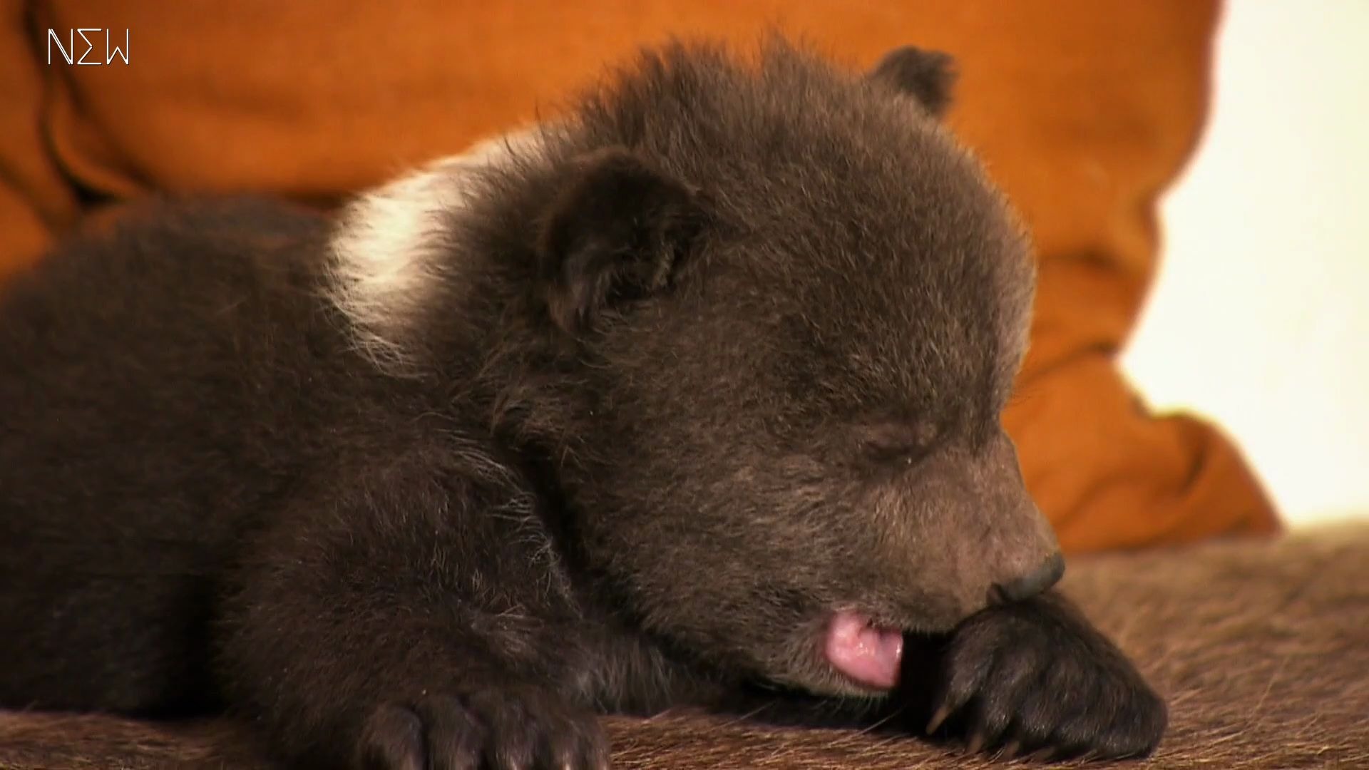 new自译毛熊养成记bearytales20131080p中英双语字幕new字幕组