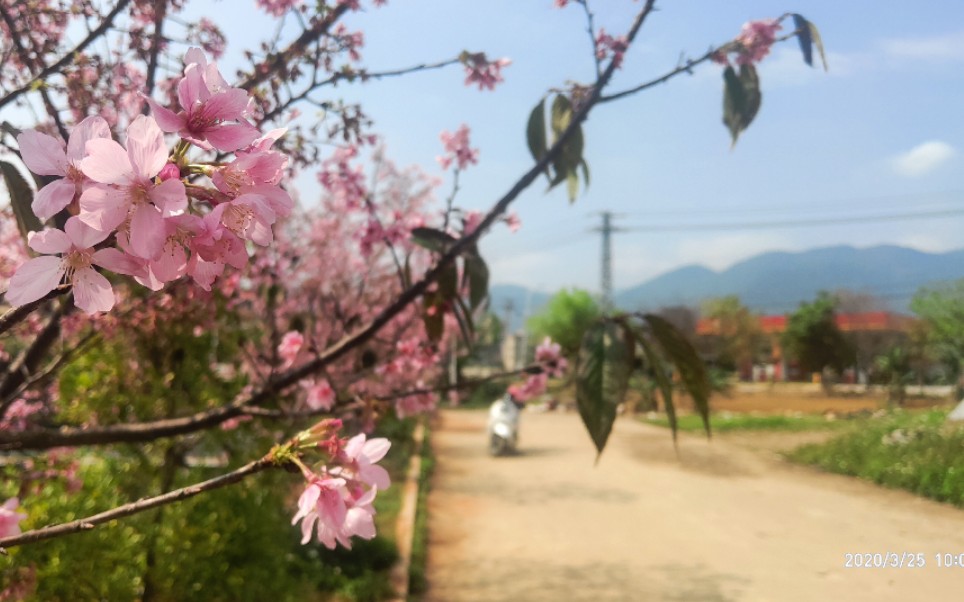 [图]【治愈向】桜花树下