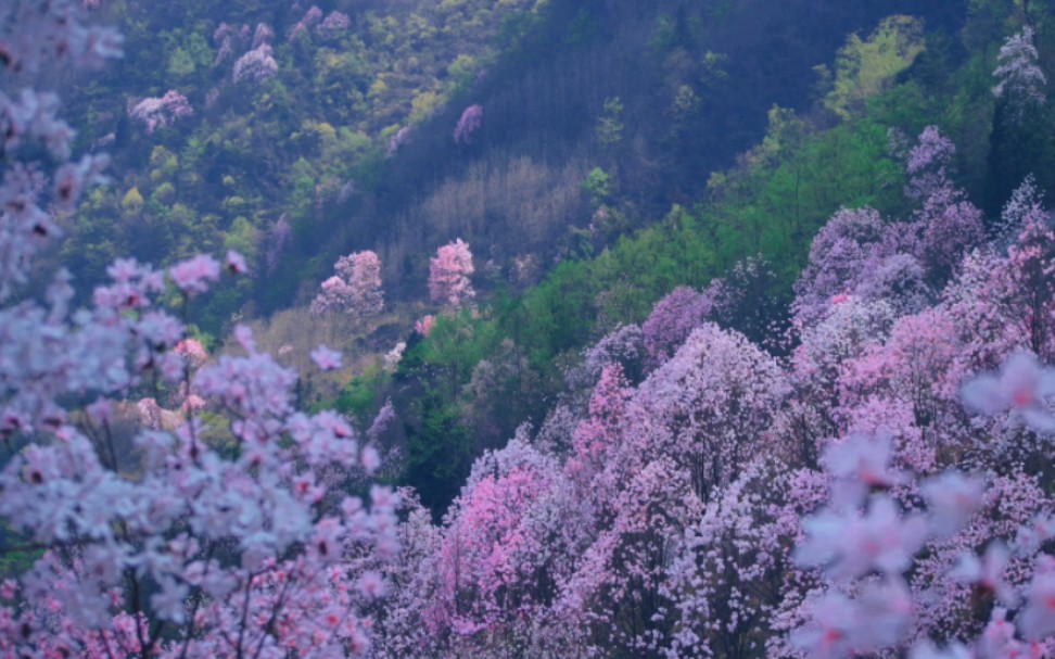 这个季节,野生百年九皇山真的太美了哔哩哔哩bilibili