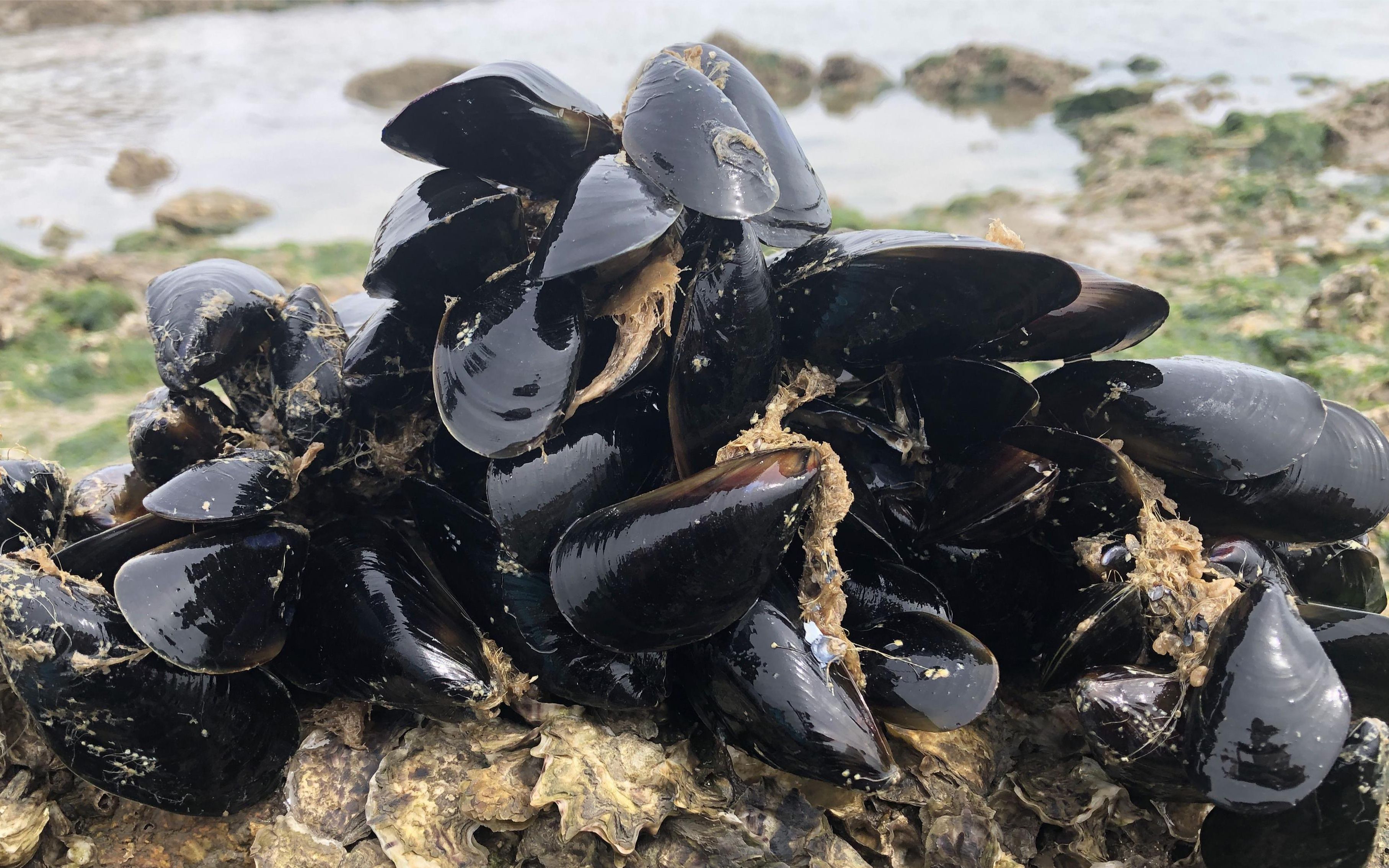 让大家见识一下海虹这么抓才过瘾二哥在日照赶海爆桶二十斤