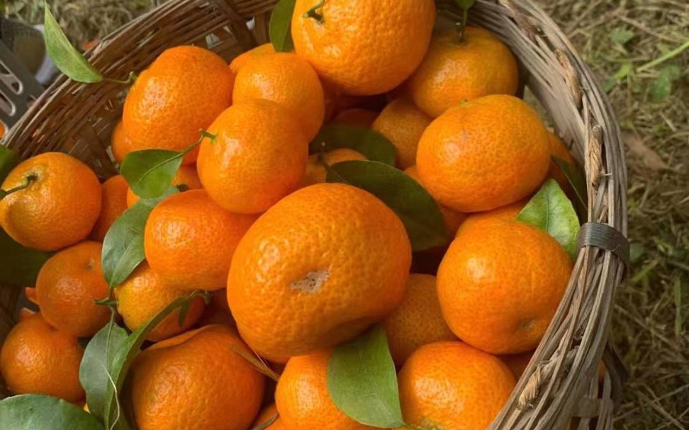 橘子甜甜的沙田橘