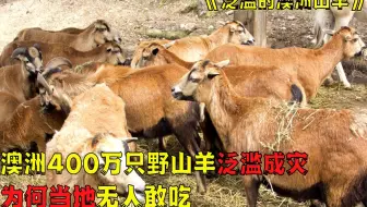 澳大利亚野山羊泛滥成灾，斥资40万仅消灭459只，为何不引进中国