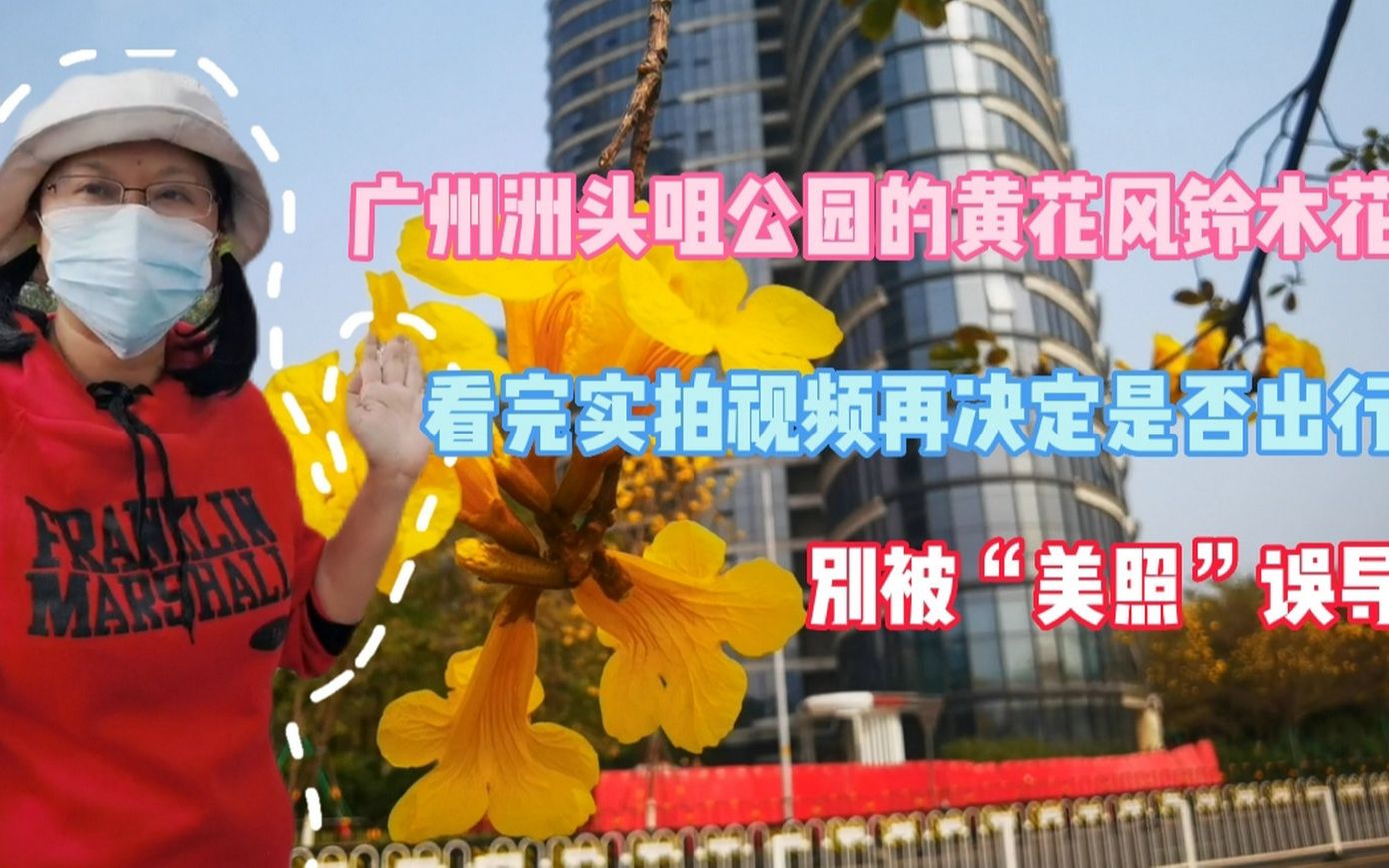 [图]广州洲头咀的黄花风铃木花今年绽放情况？看实拍，与你想一样吗？