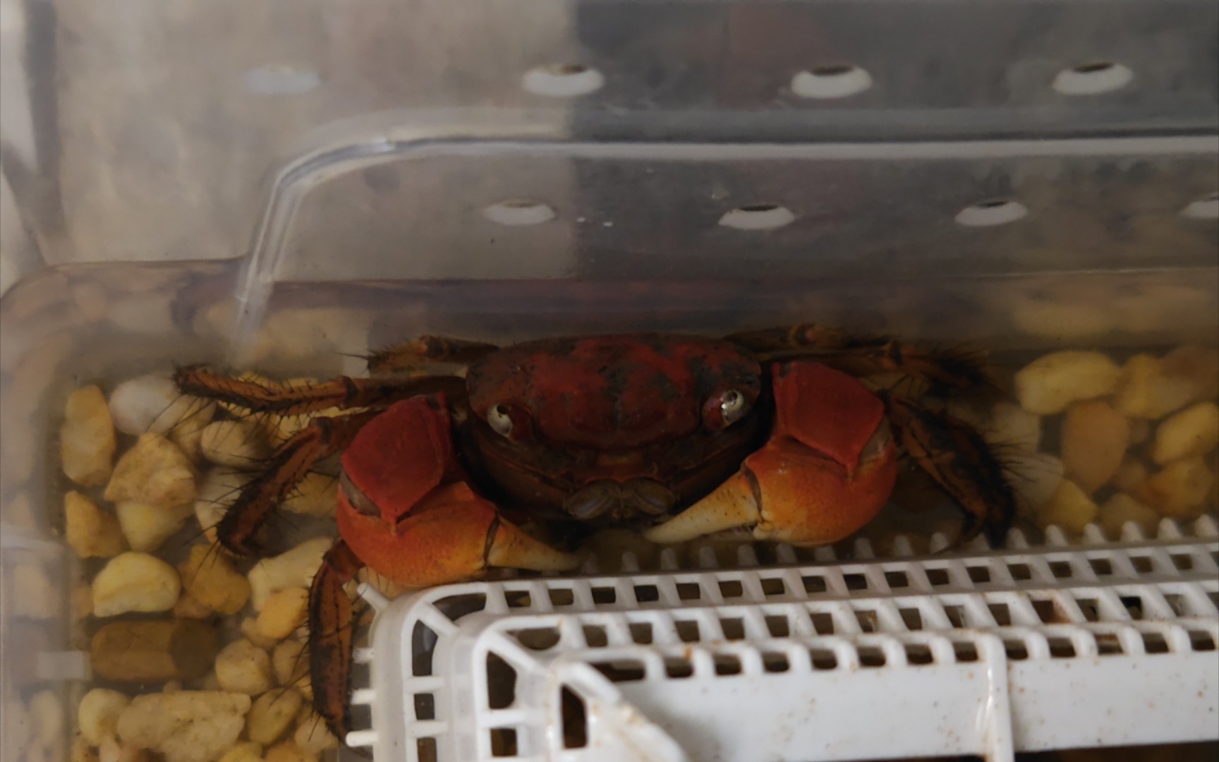 南海溪蟹&中型仿相手蟹吔杜比亚