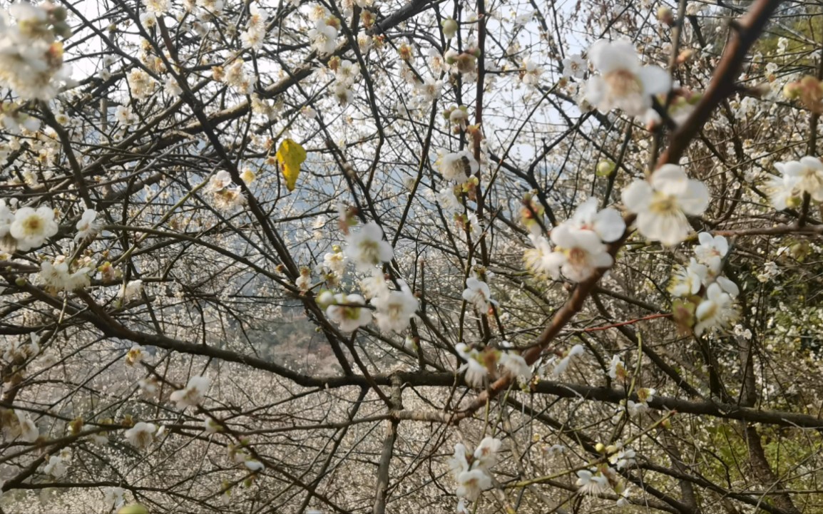 又是一年花開季,猶記少年夢依舊.梅花