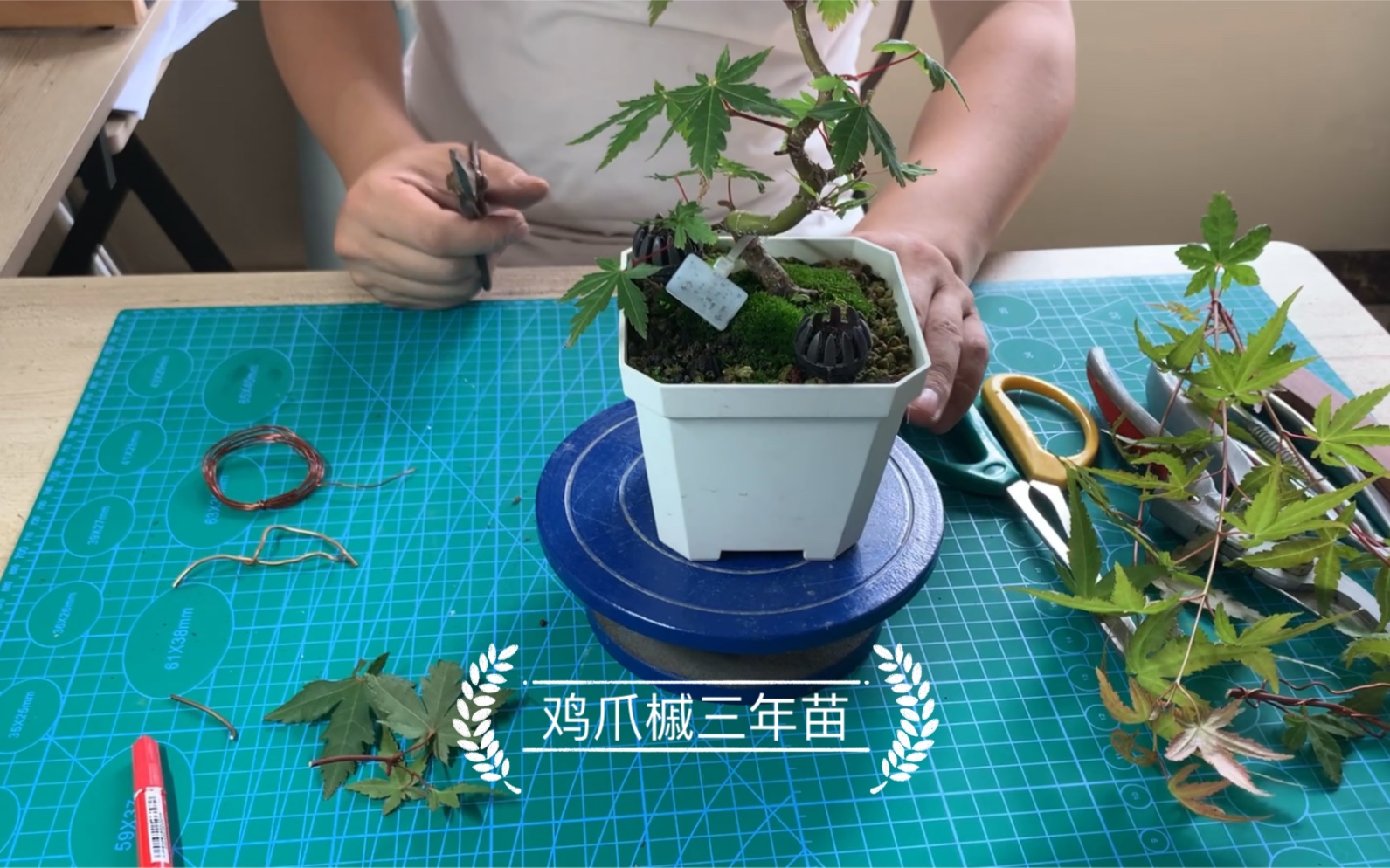 鸡爪槭修剪疏叶(记录616)