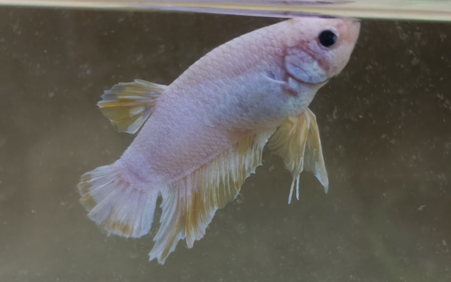 泰国斗鱼这条斗鱼的腮帮子肿起来了