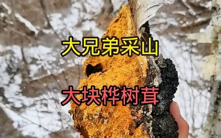 大兄弟采山大块桦树茸哔哩哔哩bilibili