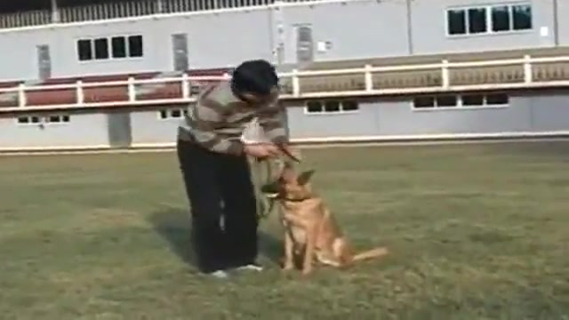 训犬一点通免费下载德国牧羊犬教学如何训练边牧哔哩哔哩bilibili