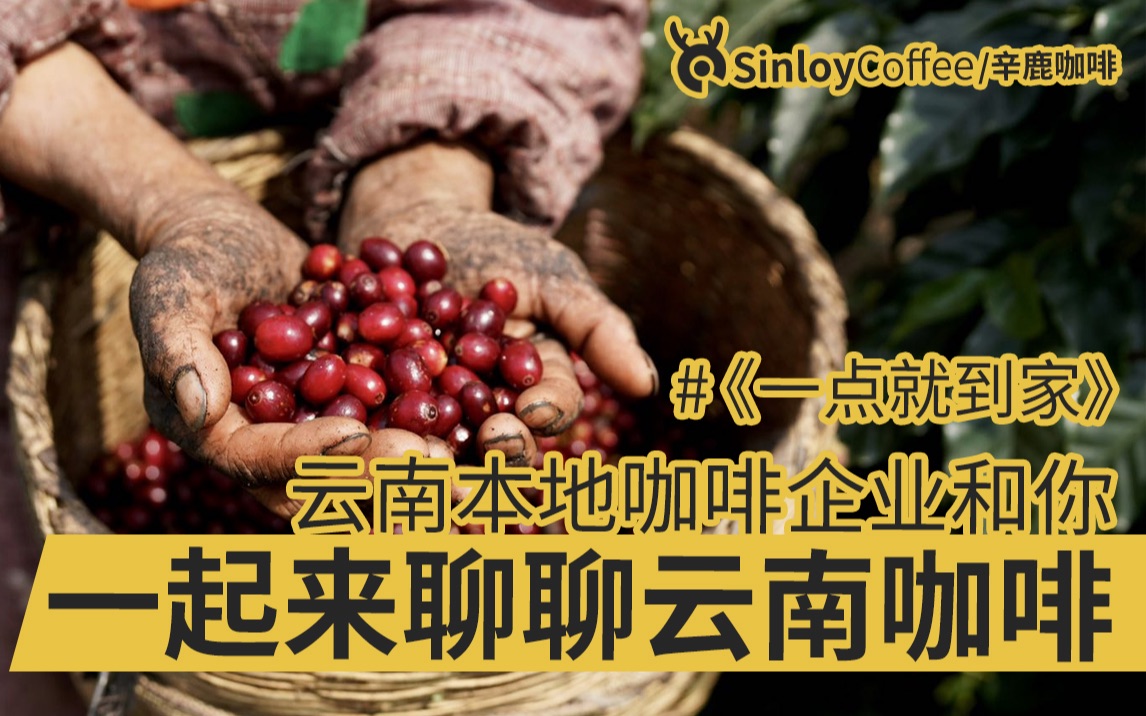 SinloyCoffee/辛鹿咖啡 云南咖啡企业和你一起聊聊云南咖啡哔哩哔哩bilibili