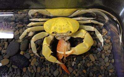 佛系的印尼拟地蟹吔虾头