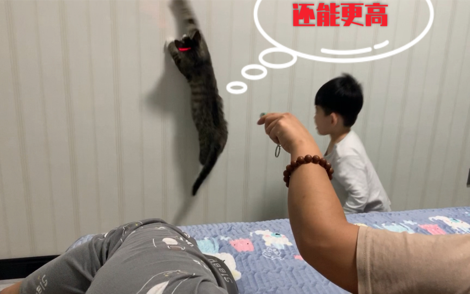 狸花猫:人类幼崽跟我学指定能抓住这个红点点!哔哩哔哩bilibili