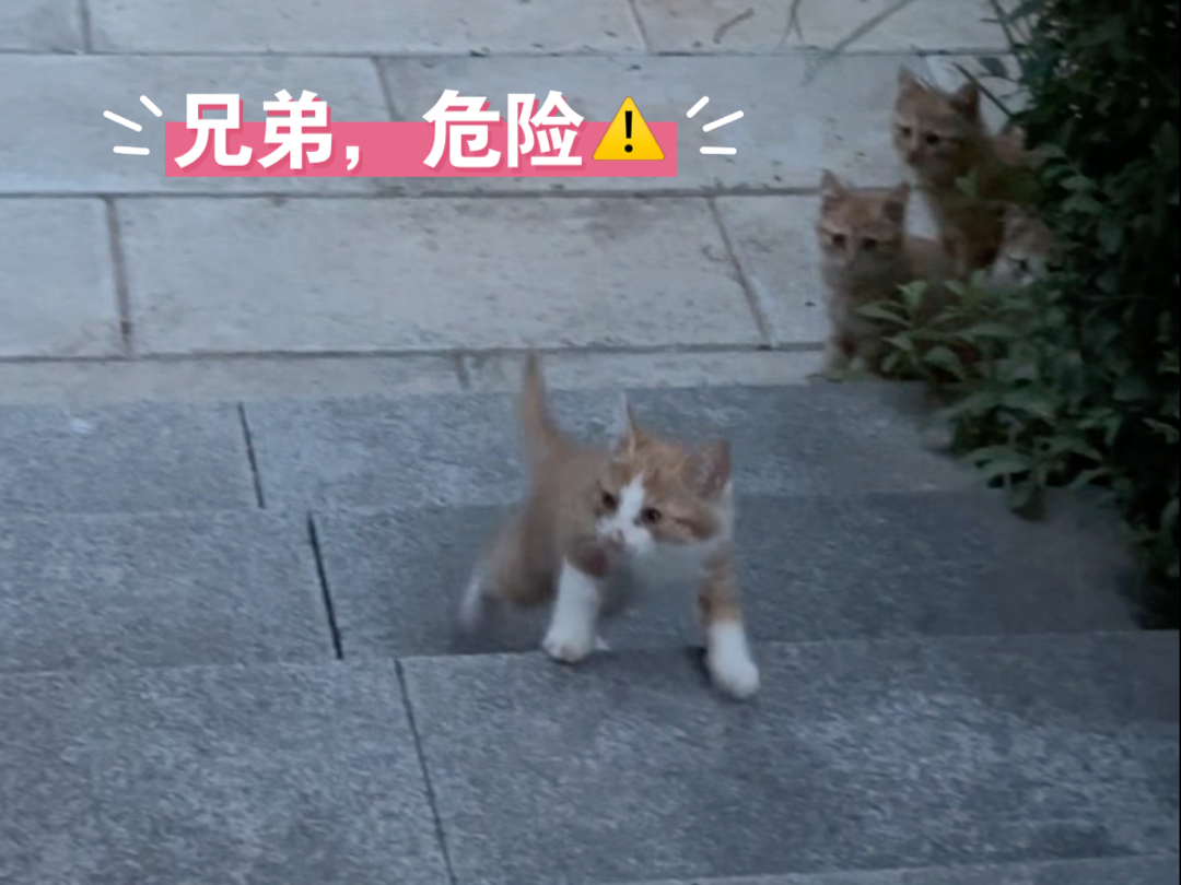 12345…又碰见那一窝小橘猫哔哩哔哩bilibili