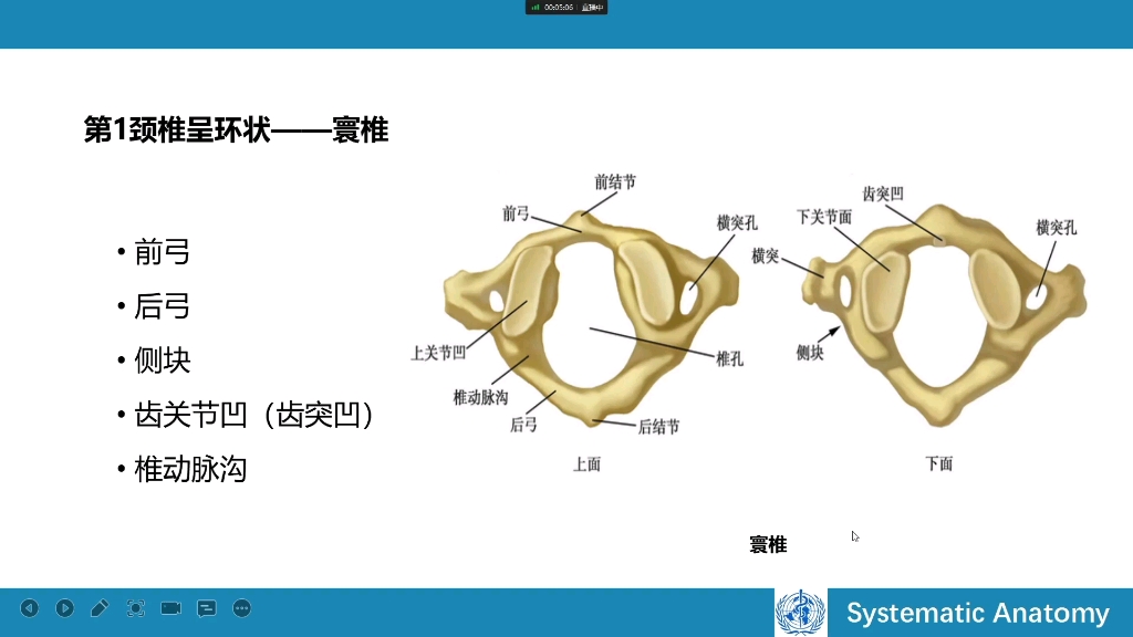 [图]人体解剖学--运动系统