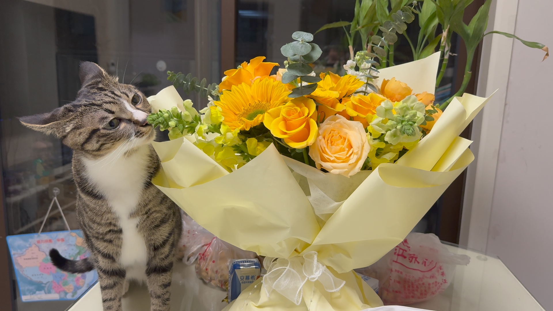 爱美之心喵皆有之