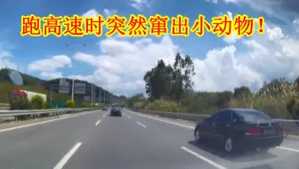 新手跑高速时，前方突然窜出小动物，真的别再做错了，切记！