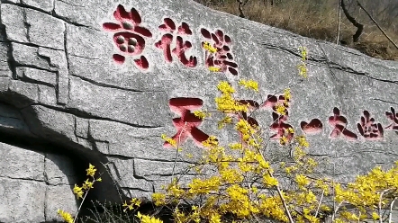 清明节期间的山东青州泰和山黄花溪春景,漂亮吗?哔哩哔哩bilibili