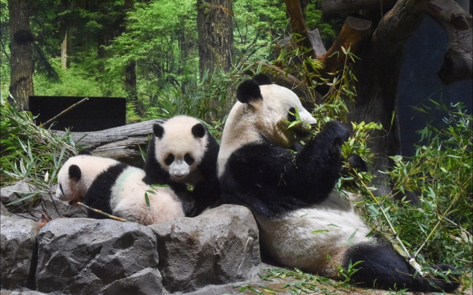 上野動物園215日齡的曉曉蕾蕾