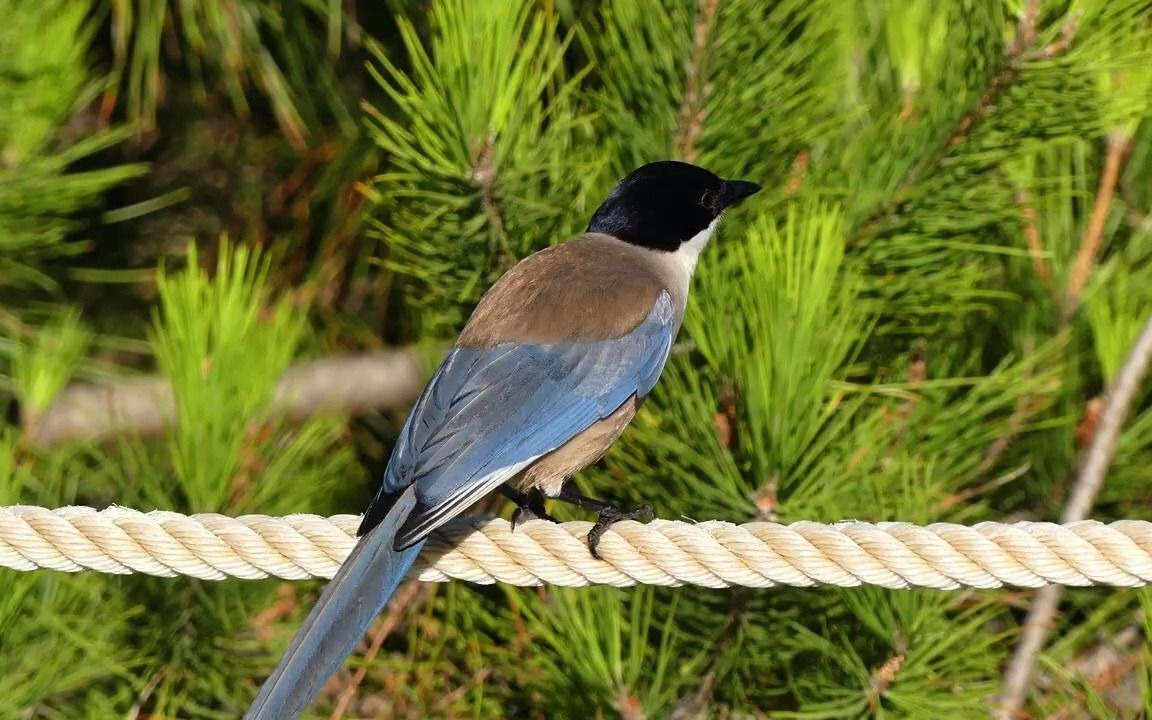 【搬运/不务正业】伊比利亚灰喜鹊(2020.07.04)