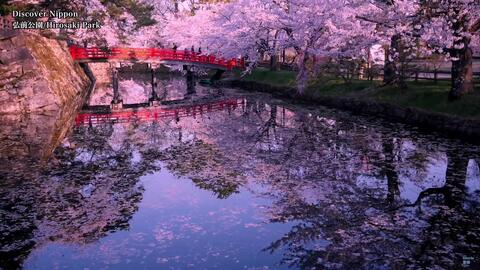 日本赏樱圣地京都吉野山弘前公園上野公園新宿御苑姫路城千鳥 哔哩哔哩 Bilibili