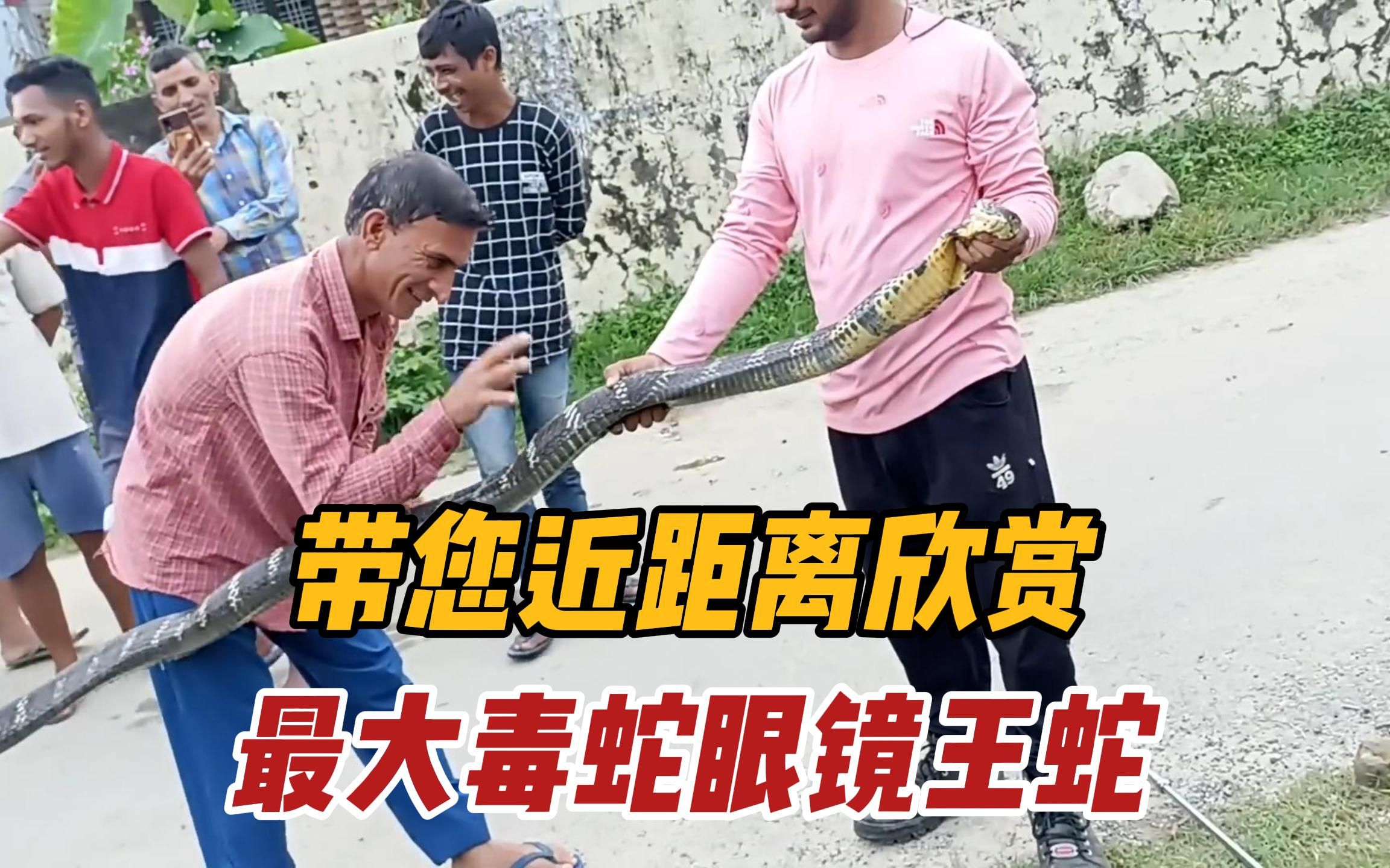 眼镜王蛇---世界上体型最大的毒蛇,它的毒液全部释放可以毒死50个成年