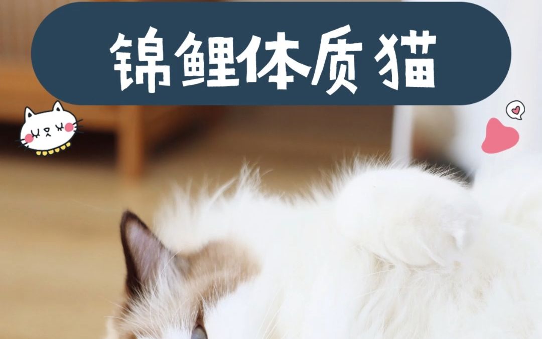 养了一只锦鲤猫是什么体验哔哩哔哩bilibili