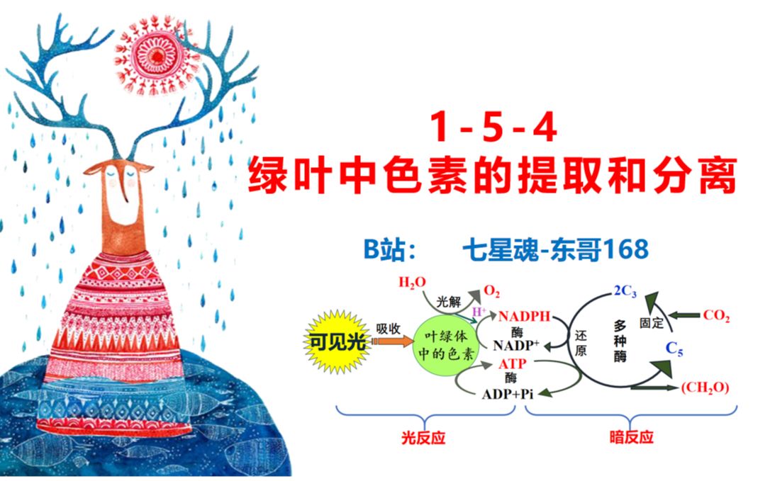 生物必修154:绿叶中色素的提取分离及叶绿体功能哔哩哔哩bilibili