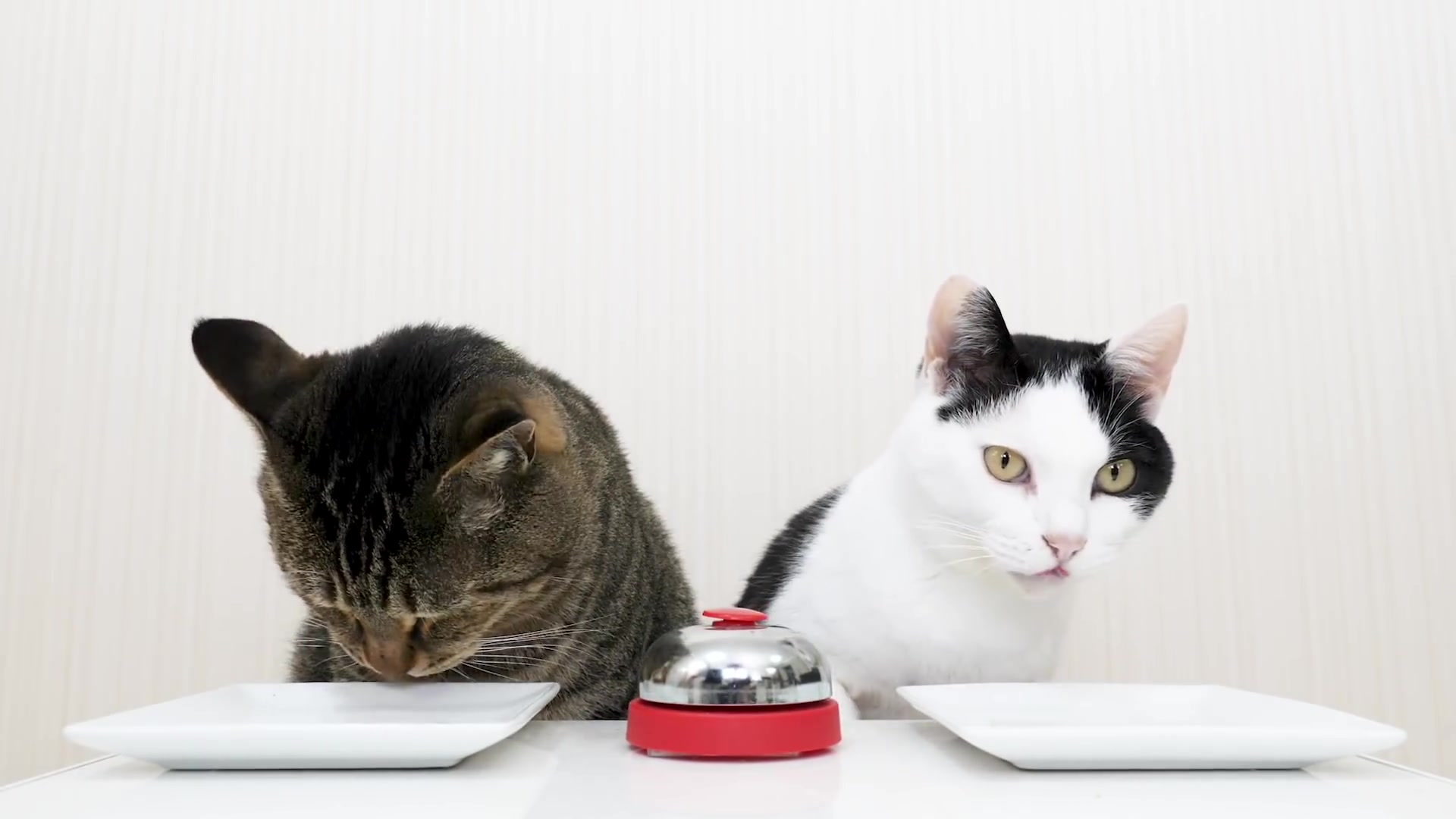 两只猫按铃表情包图片
