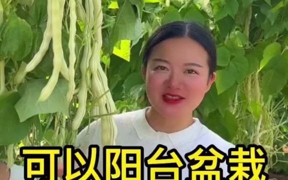 【聊三农】四季可以种植的摘不败芸豆,只要温度合适,一年四季可以开花结果,它5天发芽,40来天采收,还能阳台盆哔哩哔哩bilibili