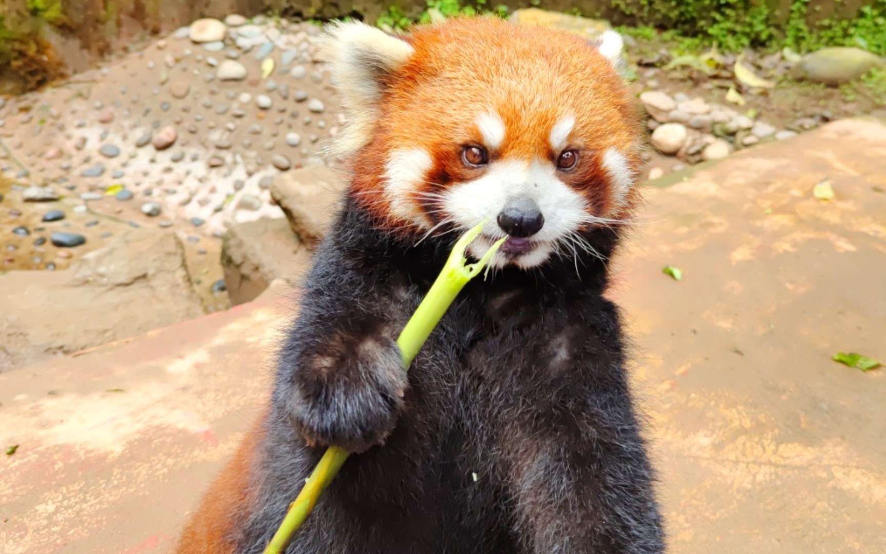 【小熊猫吃竹笋】小宝墩墩吃竹笋是真的下饭!超想我宝墩墩(2021.05)