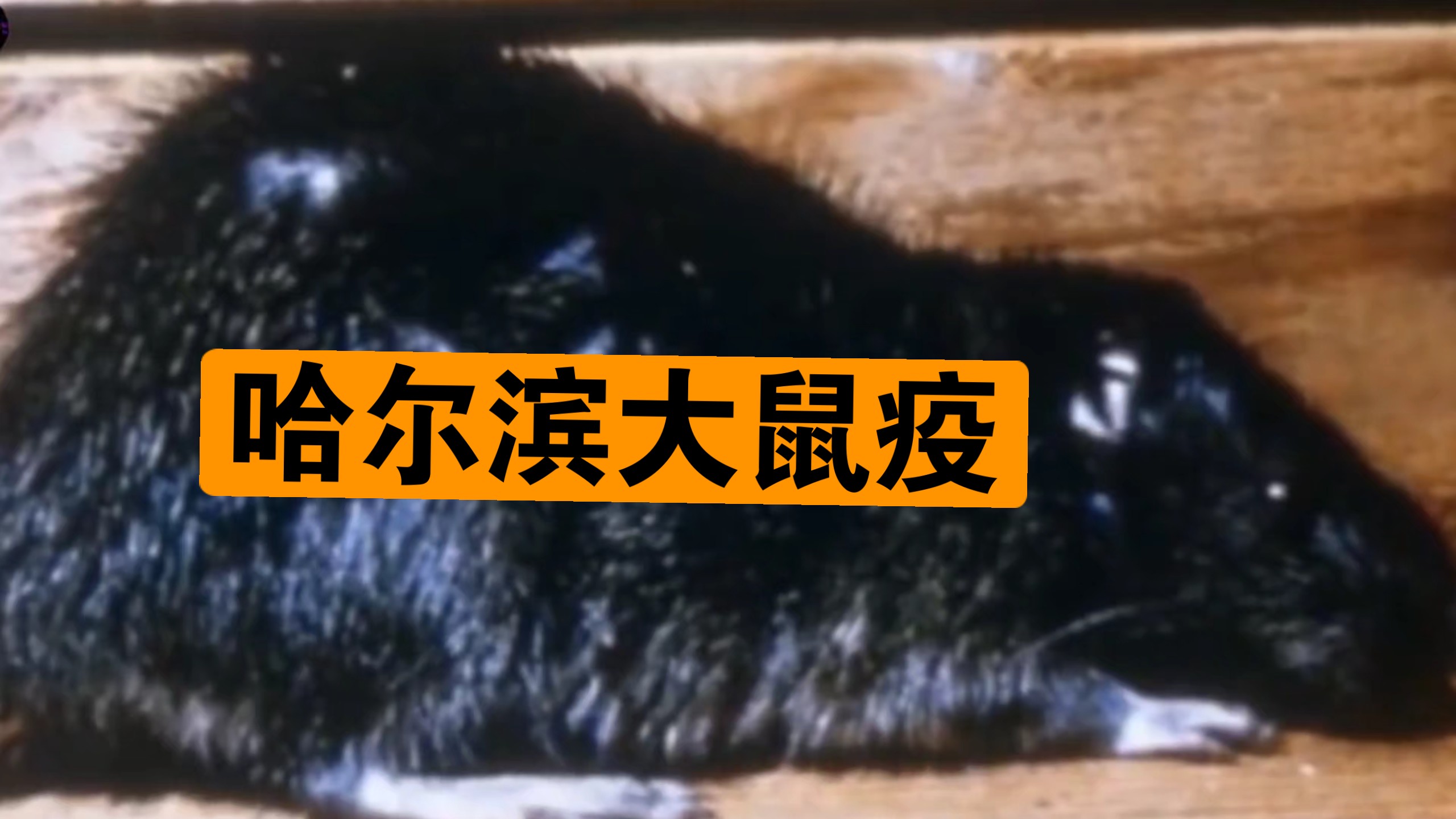 清末民初:哈尔滨大鼠疫!