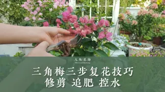 Video herunterladen: 三角梅快速复花小技巧，修剪，追肥，控水，半个月就能复花！