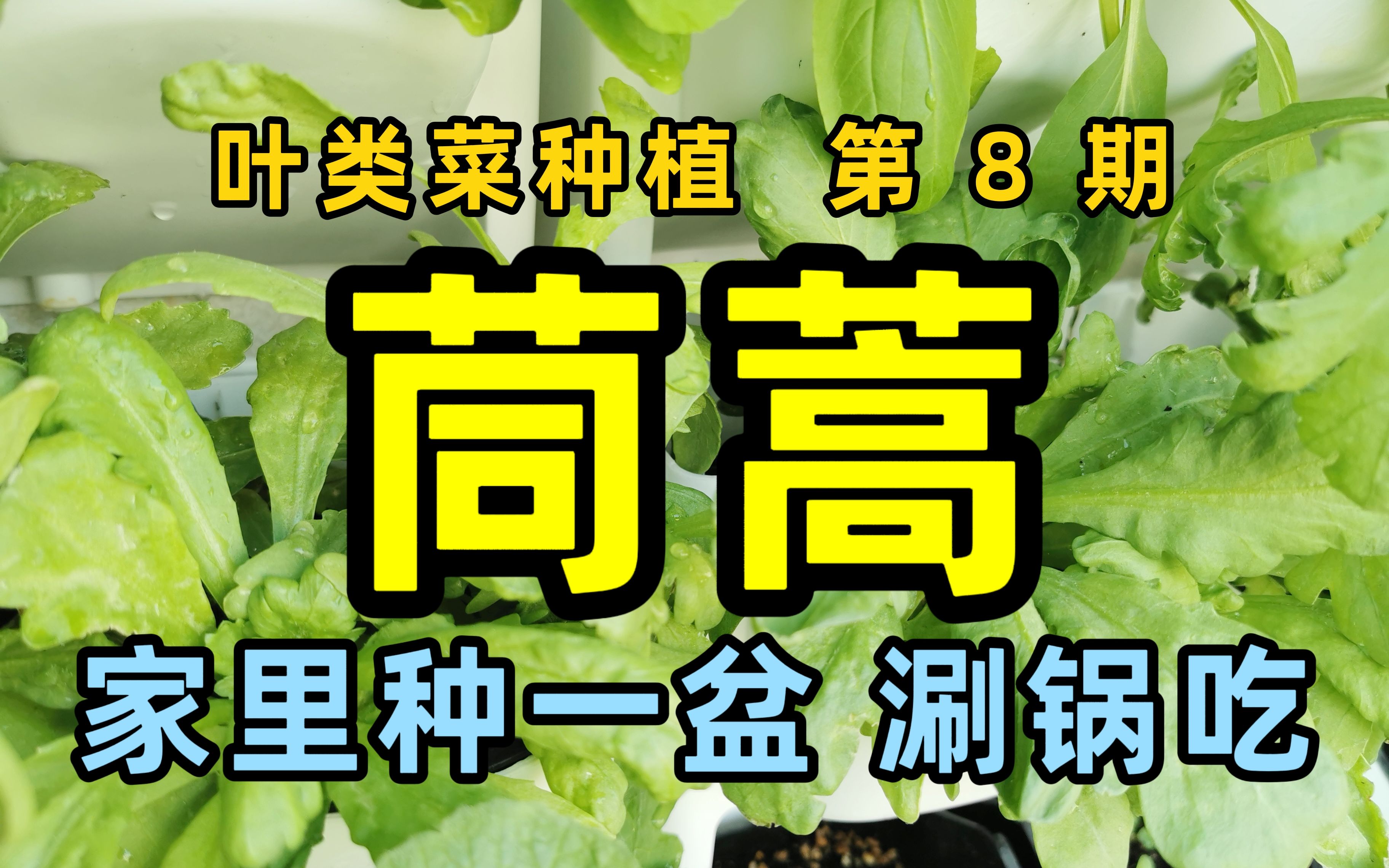 家里种盆茼蒿,随时都能涮火锅吃!哔哩哔哩bilibili