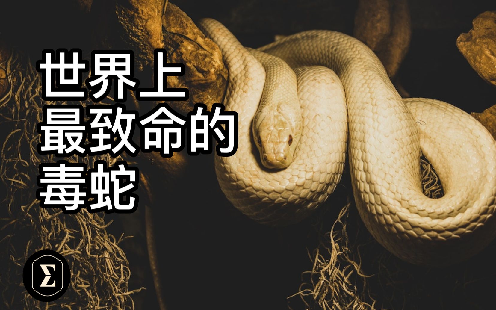 最致命的毒蛇,遇到赶紧逃命!