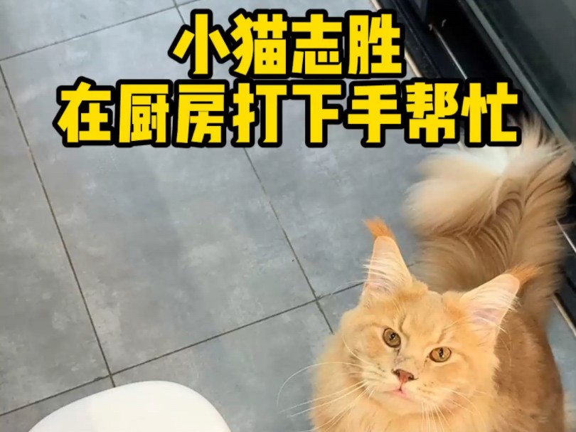 小猫志胜在厨房帮忙打下手了哔哩哔哩bilibili